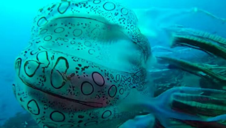 Papua Yeni Gine’de muhteşem bir denizanası bulundu