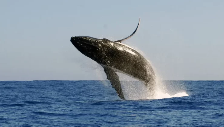 Kambur ( Humpback ) Balina’nın okyanusta nefes kesen gösterisi