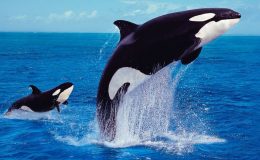 Hollanda sahillerine vuran ”Katil Balina ” da denen Orka öldü