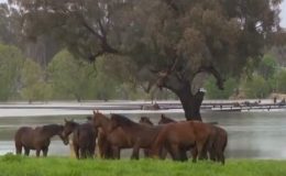 Avustralyalılar, Yarış atlarını selden kurtarmak için yarışıyor