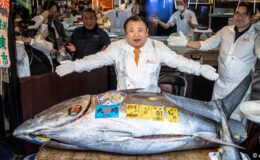 Tokyo’da yarım tonluk ton balığına rekor fiyat