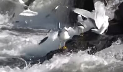 İnci Kefalleri Asla Geri Dönmez!