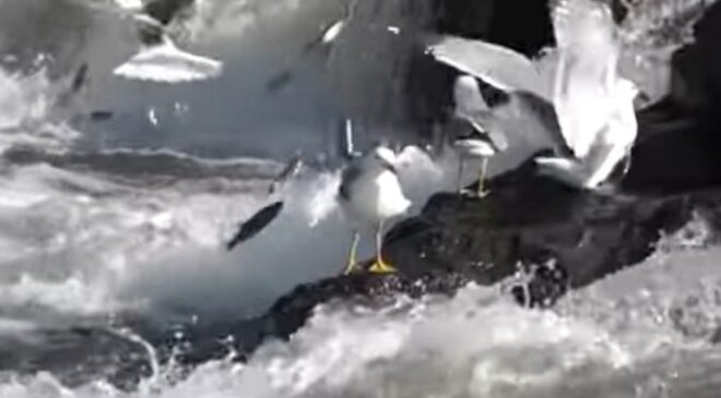 İnci Kefalleri Asla Geri Dönmez!