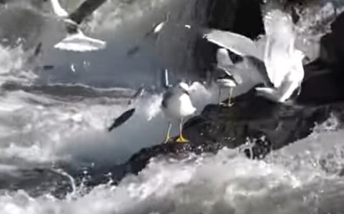 İnci Kefalleri Asla Geri Dönmez!